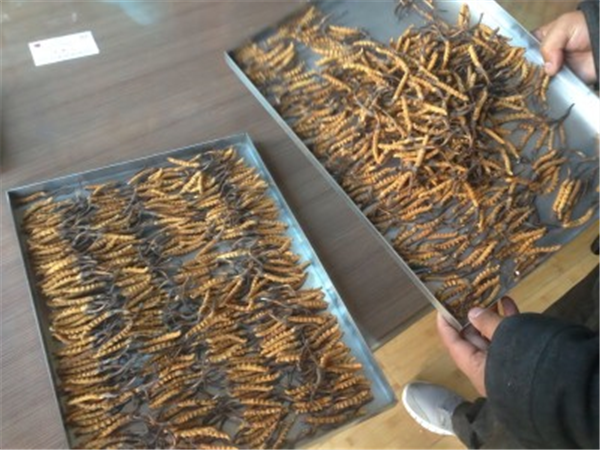 制藥凍干機(jī)的冷凍和干燥過程中如何確保產(chǎn)品的穩(wěn)定性？