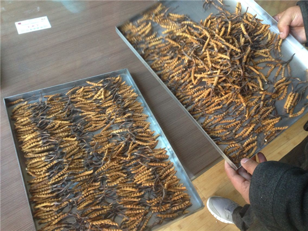 哪些因素會影響冷凍干燥機的制冷量？
